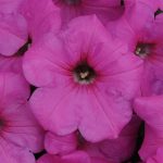 Petunia – Easy Wave Flower Garden Seed – Pelleted – Neon Rose – Annual