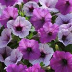 Petunia -Easy Wave Flower Garden Seed -Pelleted -Plum Pudding-Annual