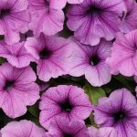 Petunia – Easy Wave Flower Garden Seed – Pelleted – Plum Vein – Annual