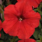 Petunia – Easy Wave Flower Garden Seed – Pelleted – Red – Annual