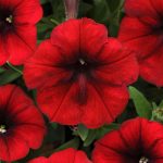 Petunia -Easy Wave Flower Garden Seed -Pelleted -Red Velour -Annual