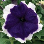 Petunia – Frost Series Flower Garden Seed – Pelleted – Blue – Annual