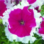 Petunia – Frost Series Flower Garden Seed – Pelleted – Cherry Colored