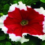Petunia-Frost Series Flower Garden Seed-Pelleted-Fire Colored-Annual