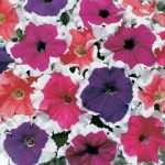 Petunia -Frost Series Flower Garden Seed -Pelleted -Color Mix -Annual