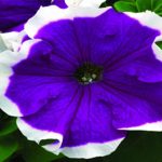 Petunia – Frost Series Flower Garden Seed – Pelleted – Velvet Colored