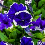 Petunia -Hulahoop Series Flower Garden Seed -Pelleted -Blue -Annual