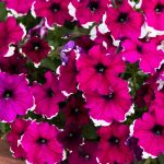 Petunia – Hulahoop Series Flower Garden Seed – Pelleted – Burgundy
