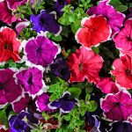 Petunia – Hulahoop Series Flower Garden Seed – Pelleted – Color Mix