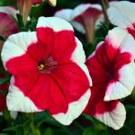 Petunia – Hulahoop Series Flower Garden Seed – Pelleted – Red – Annual