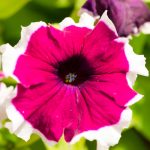 Petunia -Hulahoop Series Flower Garden Seed -Pelleted -Velvet -Annual