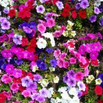 Petunia – Madness Series Flower Garden Seed – Pelleted – Moonlight mix