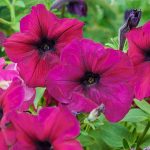 Petunia – Madness Series Flower Garden Seed – Pelleted – Burgundy