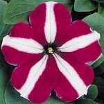 Petunia -Madness Series Flower Garden Seed -Pelleted -Burgundy Star