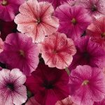 Petunia – Madness Series Flower Garden Seed – Just (Vein Colored)