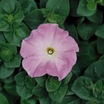 Petunia -Madness Series Flower Garden Seed -Pelleted -Lilac -Annual