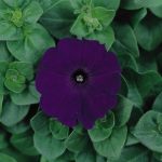 Petunia – Madness Series Flower Garden Seed – Pelleted – Midnight