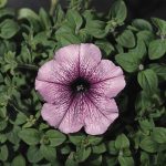 Petunia – Madness Series Flower Garden Seed – Pelleted – Orchid Color