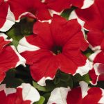 Petunia – Madness Series Flower Garden Seed – Pelleted – Red Picotee