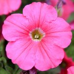 Petunia – Madness Series Flower Garden Seed – Pelleted – Pink – Annual