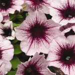 Petunia – Madness Series Flower Garden Seed – Pelleted – Plum Crazy