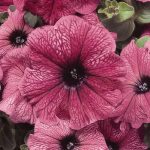 Petunia – Madness Series Flower Garden Seed – Pelleted – Plum Color