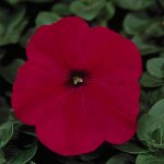 Petunia – Madness Series Flower Garden Seed – Pelleted – Red – Annual