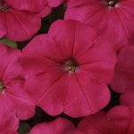 Petunia – Madness Series Flower Garden Seed – Pelleted – Rose Color
