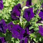 Petunia – Madness Series Flower Garden Seed – Pelleted – Deep Purple