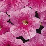 Petunia – Madness Series Flower Garden Seed – Pelleted – Sheer Pink