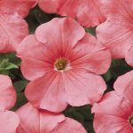 Petunia – Madness Series Flower Garden Seed – Pelleted – (Salmon Pink)