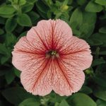 Petunia – Madness Series Flower Garden Seed – Pelleted – Spring Color