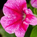 Petunia – Madness Series Flower Garden Seed – Pelleted – Summer Color