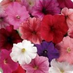Petunia -Madness Series Flower Garden Seed -Pelleted -Total Color Mix
