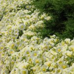 Petunia -Madness Series Flower Garden Seed -Pelleted -Yellow -Annual