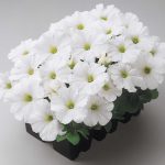 Petunia -Madness Series Flower Garden Seed -Pelleted -White -Annual