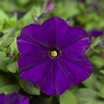 Petunia -Picobella Series Flower Garden Seed -Pelleted -Blue -Annual