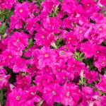 Petunia -Picobella Series Flower Garden Seed -Pelleted -Carmine Color
