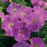 Petunia -Picobella Series Flower Garden Seed -Pelleted -Light Lavender
