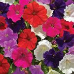 Petunia-Picobella Series Flower Garden Seed-Pelleted-Color Mix Annual