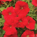 Petunia -Picobella Series Flower Garden Seed -Pelleted -Red-Annual