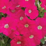 Petunia – Picobella Series Flower Garden Seed – Pelleted – Rose Color