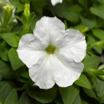 Petunia -Picobella Series Flower Garden Seed -Pelleted -White -Annual