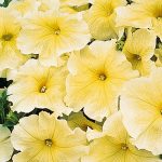Petunia – Prism Sunshine Flower Garden Seed – Pelleted – Annual