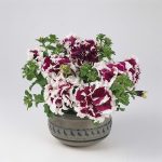 Petunia -Purple Pirouette Flower Garden Seed -Pelleted -White Picotee