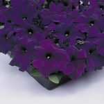 Petunia -Supercascade Series Flower Garden Seed -Blue Blooms -Annual
