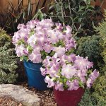 Petunia -Supercascade Series Flower Garden Seed -Lilac Blooms -Annual