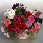 Petunia – Supercascade Series Flower Garden Seed – Mixed Color Blooms