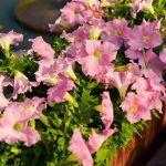 Petunia – Supercascade Series Flower Garden Seed- Blush Color Blooms
