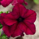 Petunia – Supercascade Series Flower Garden Seed – Burgundy Blooms